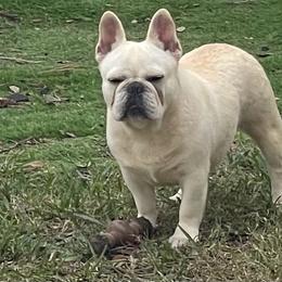 Diesel - French Bulldog