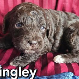 Mr bingley- Jane Austen litter - Chocolate male Labradoodle puppy in Phelan, California from Family Doodles