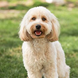 Ginger - Goldendoodle