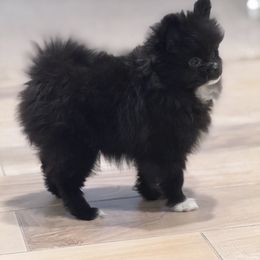 Pomeranian All Grown Up from Pomeranian experts