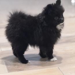 Pomeranian All Grown Up from Pomeranian experts