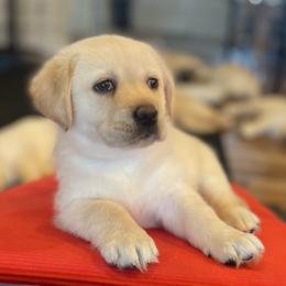 Pink Collar - Rose - Yellow female Labrador Retriever puppy in Lowell, Arkansas from Riverbourne Labradors