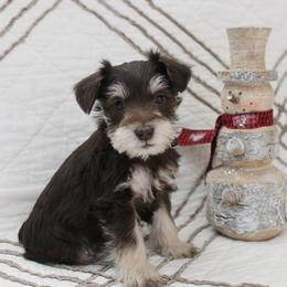 Miniature Schnauzer Puppies from Schnauzers on Robinson Lane