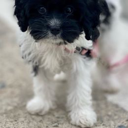 Cavalier King Charles Spaniel and Cavapoo Puppies from VITPOM PUPPIES