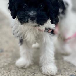Cavalier King Charles Spaniel and Cavapoo Puppies from VITPOM PUPPIES