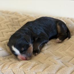 Jock - Black rust and white male Bernese Mountain Dog puppy in Oregon City, Oregon from N.W. Mountain Retrievers