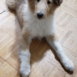 Collie Puppies from High Altitude Collies