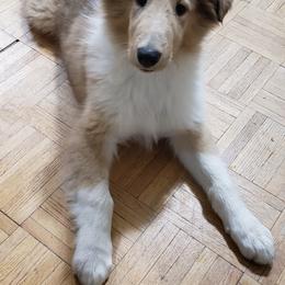 Collie Puppies from High Altitude Collies