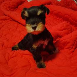 Calcifer - Black and silver male Miniature Schnauzer puppy in Florida from Central Florida Schnauzers