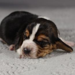 Boy 2 - Black brown and white male Basset Hound puppy in Idaho from Welcome Home Bassets