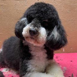 Trace - Poodle