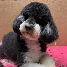 Trace - Poodle