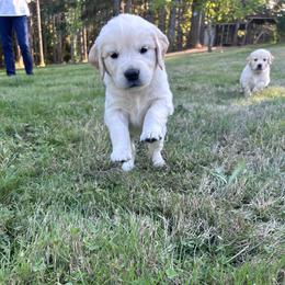 Golden Retriever Puppies from Trillium Spring's Goldens