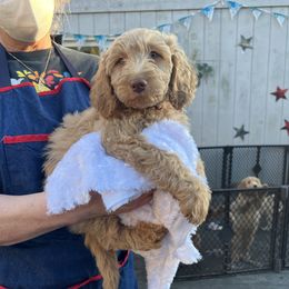 Goldendoodle Puppies from Dream Lake Doodles