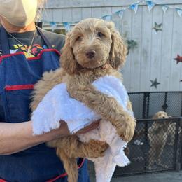 Goldendoodle Puppies from Dream Lake Doodles