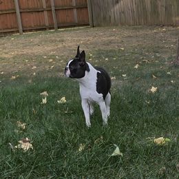 Zeta - Boston Terrier