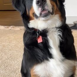 Bernese Mountain Dog Puppies from Lonesome Pine Farm