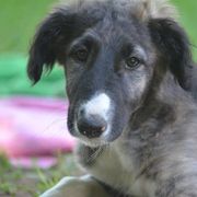 Borzoi Puppies from Highgarden Borzoi