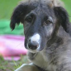 Borzoi Puppies from Highgarden Borzoi