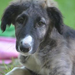 Borzoi Puppies from Highgarden Borzoi