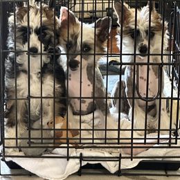 Chinese Crested puppies from Fairwinds