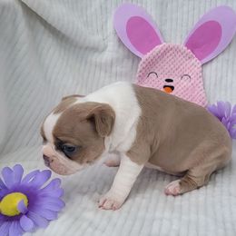 F2 - Blue female Boston Terrier puppy in Wilson, North Carolina from Chrysco Boston Terriers
