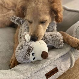 Double Doodle and Goldendoodle All Grown Up from De Luna Doodles