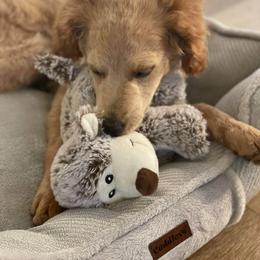 Double Doodle and Goldendoodle All Grown Up from De Luna Doodles
