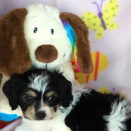 Cavachons from Bowsnwags Cavachons