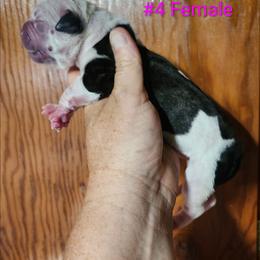 Female 4 - White and brindle female American Bulldog puppy in Xenia, Ohio from Bingham's Bulldogs LLC