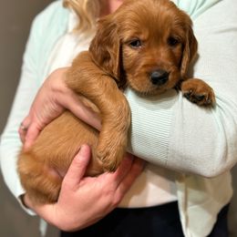 Assorted Doodle Crosses and Golden Retriever Puppies from Golden Palms Puppies