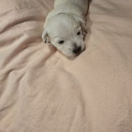 Black collar - White female West Highland White Terrier puppy in Gobles, Michigan from My Little Puppy Paws