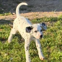 Kevin Jonas - White and black male Dalmatian puppy in Fort Cavasos, Texas from Mainstreet Dalmation