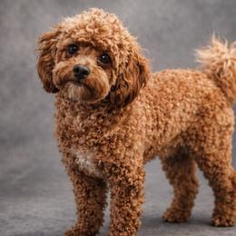 Tina - Goldendoodle