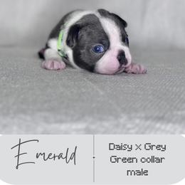 Emerald - Blue male Boston Terrier puppy in West Jefferson, Ohio from Kline Kennels