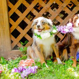 Toy Australian Shepherds from Twin River Toy Aussies