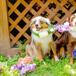 Toy Australian Shepherds from Twin River Toy Aussies