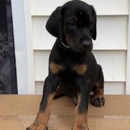Nala - Black and rust female Doberman Pinscher puppy in Mc Donough, Georgia from Davis Doberman Pinschers