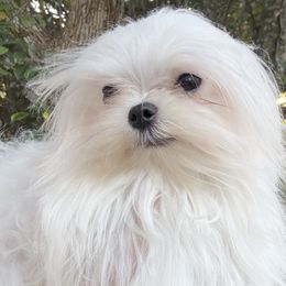 Boy 2 - male Maltese puppy in Orlando, Florida, Florida from Denise’s Puppies