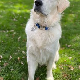 Golden Retrievers from Knotty Acres Farm