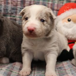 Kert - Green Collar - AKC - Lilac merle male Border Collie puppy in Courtland, Alabama from C Bar C Ranch Border Collies