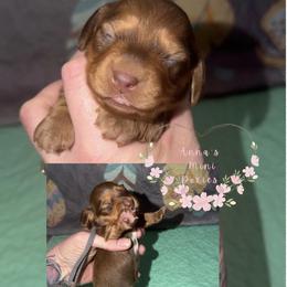 Sparkle (black collar) - Red female Dachshund puppy in Pope, Mississippi from Anna’s Mini Doxies