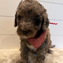 Red Collar Girl - Blue merle female Bernedoodle puppy in San Augustine, Texas from Vintage Doodles