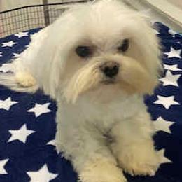Buddy - Maltese