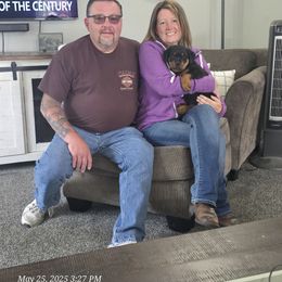 Dark Blue boy - Black and mahogany male Rottweiler puppy in Lebanon, Oregon from SOUTH SANTIAM ROTTWEILERS