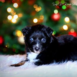 Quest - Black tri-color female Australian Shepherd puppy in Pima, Arizona from Lazy D Ranch Australian Shepherds