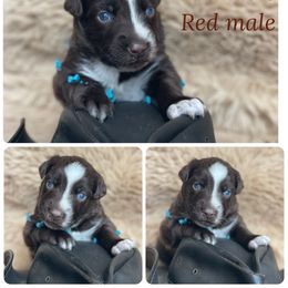 Huey - Red tri-color male Australian Shepherd puppy in Marshall, Virginia from Greywood Farm Aussies