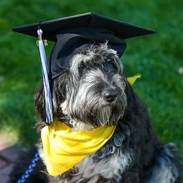 Teddie - Goldendoodle