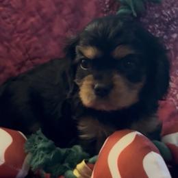 Liberty - Black and tan female Cavalier King Charles Spaniel puppy in Lawton, Oklahoma from Wild Wishes Cavaliers