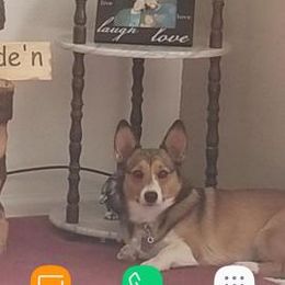 Lucy - Pembroke Welsh Corgi